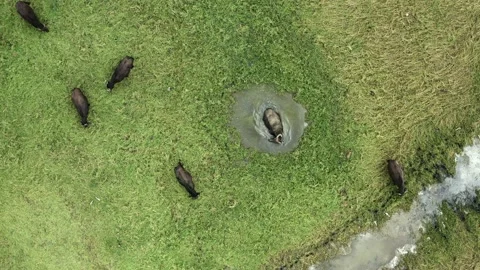Black water buffalo bathing in paddle. Video stock 135828145