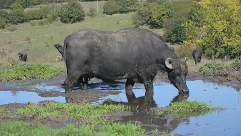 A black water buffalo drinking from a muddy pond in a grassy field with trees Stock Footage 288538737