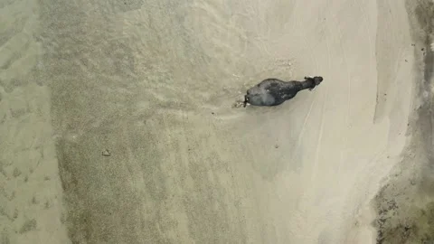 Black water buffalo walking in river. Video stock 135856906