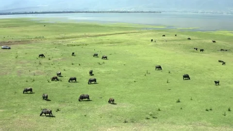 Black water buffalos pasturing at meadow. Stock Footage 135841347