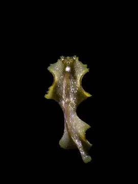 Black water Flatworm Stock Photos