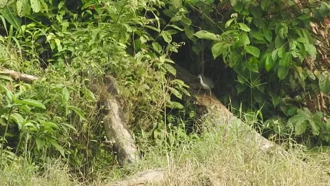 Black Waterhen Chick Emerging from Hidden Nest in the Wild Stock Footage 308448682