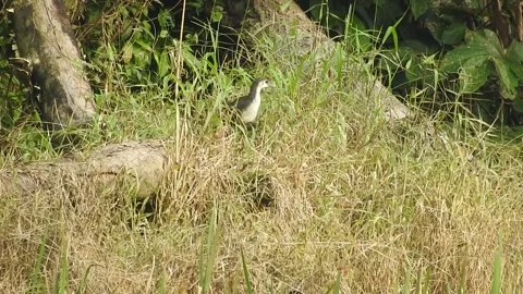 Black Waterhen Chick Emerging from Hidden Nest in the Wild Stock Footage 308448683