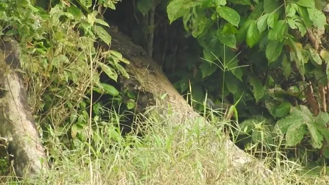 Black Waterhen Chick Emerging from Hidden Nest in the Wild Vídeos de archivo 308448752