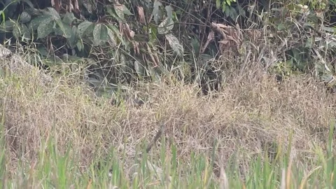 Black Waterhen Chick Emerging from Hidden Nest in the Wild Vídeos de archivo 308451908