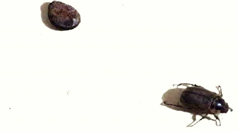Black Watermelon Seed and Beetle Bug Insect crawling Video stock 53233201