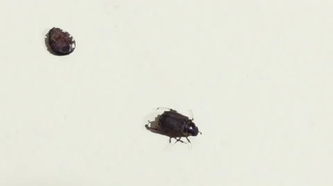 Black Watermelon Seed and Beetle Bug Insect crawling Stock Footage 53233249