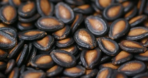 Black watermelon seed Stock Footage 101090109