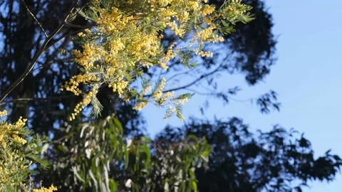 Black wattle foliage in bloom swinging in the breeze. Acacia decurrens Stock Footage 217873309