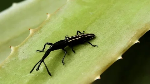 Black Weevil on Aloe Vera Leaf. Stock Footage 307264718