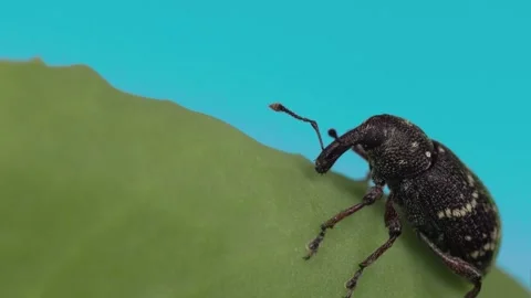 Black weevil on green leaf. Stock Footage 307264635