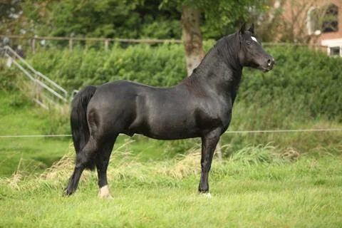 Black welsh cob stallion Stock Photos