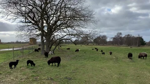 Black Welsh Mountain Sheep with Lambs Stock Footage 237690992