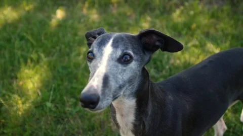 Black whippet looking up and smelling with his nose while licking his lips Stock Footage 112282020