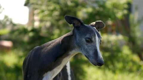 Black whippet looking around because he is nervous of another dog in the area Stock Footage 112281990