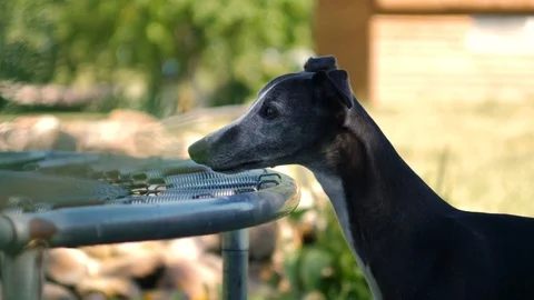 Black whippet looking into the distance while standing outside near a trampoline Stock Footage 112281986