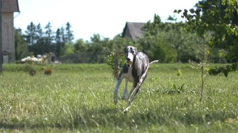 Black whippet running towards the camera with a ball inside his mouth Stock Footage 112281991