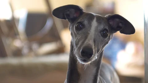 Black whippet staring at the camera with his ears wide open Stock Footage 112281995