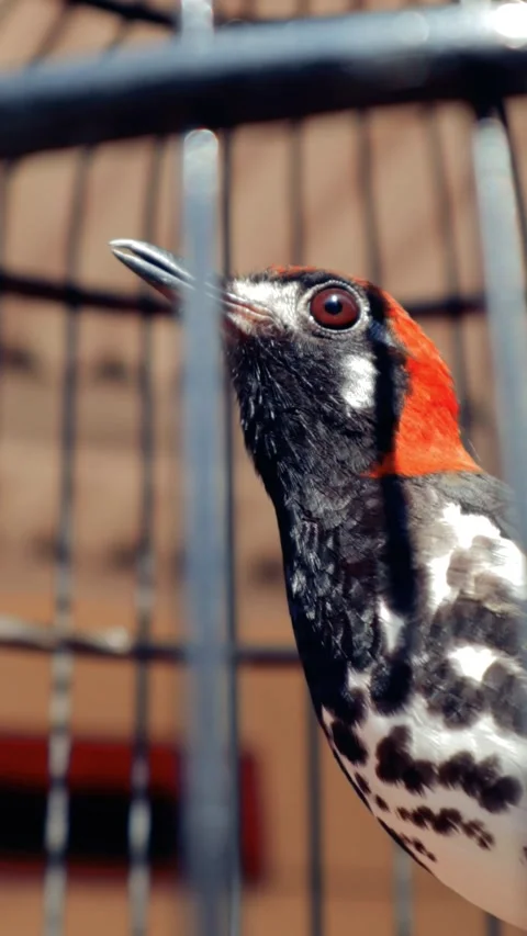 Black, white, and orange bird Stock Footage 295079231
