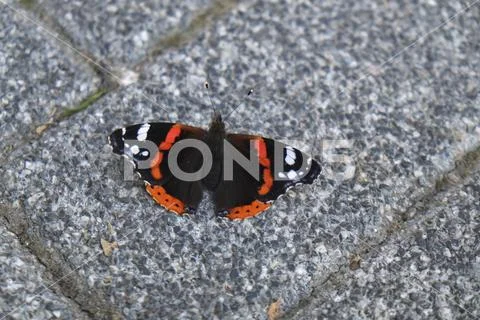 Black white and orange colored butterfly Stock Photos