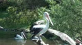 Black-white Australian Pelicans come together in solidarity HD Footage