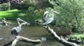 Black-white Australian Pelicans shaking wings HD Footage