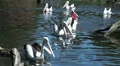 Black-white Australian Pelicans swimming together in a group HD Footage