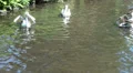 Black-white Australian Pelicans swimming together with group HD Footage