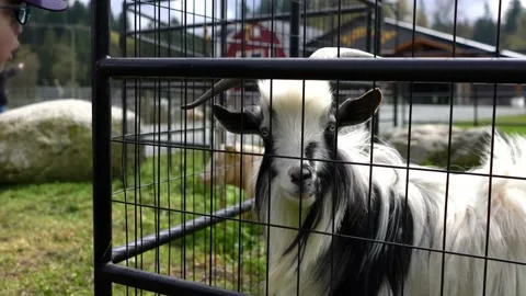 Black &amp; White Billy Goat Behind Fence Sniffs Kids Hand Stock Footage 220041402