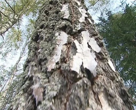 Black white birch tree trunk fragment textures and details. Stock Footage 10357527
