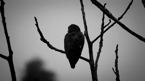Black &amp; White Bird Perched on Tree - Animated Nature Scene Video stock 307467133