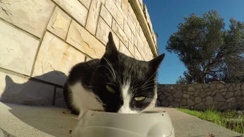 A black &amp; white cat eats Stock Footage 144940401
