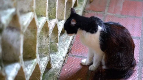 Black &amp; white cat looking through concrete walls Stock Footage 102485319