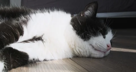 Black white cat lying down sleeping, panning, close-up. Pet lies on the floor Vídeo Stock 283657769