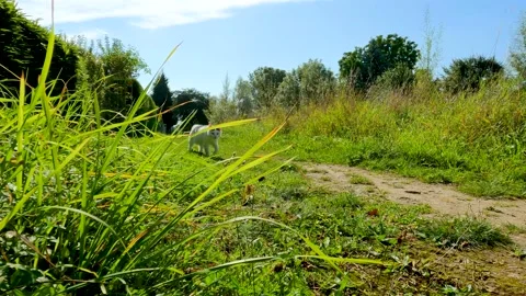 Black White Cat On Pathway Through Meadows 動画素材 162833698