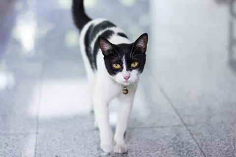 Black &amp; White cat Stock Photos