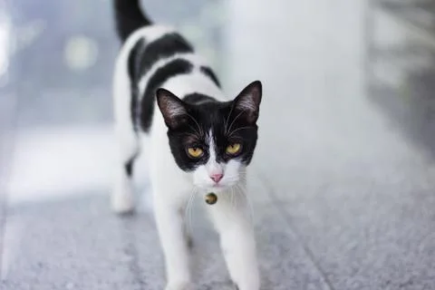Black &amp; White cat Stock Photos