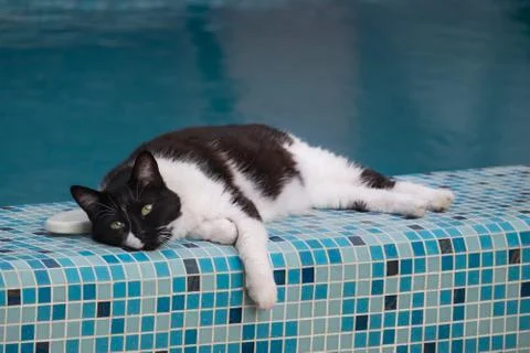 Black - white cat Stock Photos