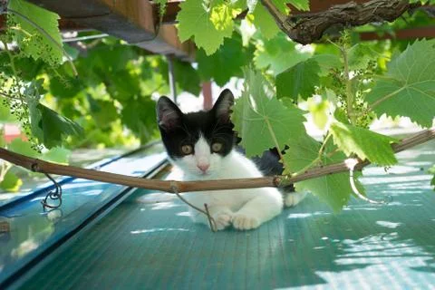 Black white cat Stock Photos
