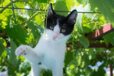 Black white cat Stock Photos