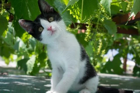 Black white cat Stock Photos