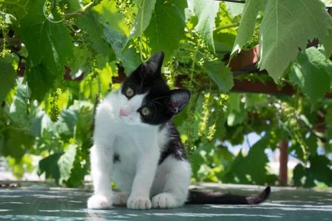 Black white cat Stock Photos