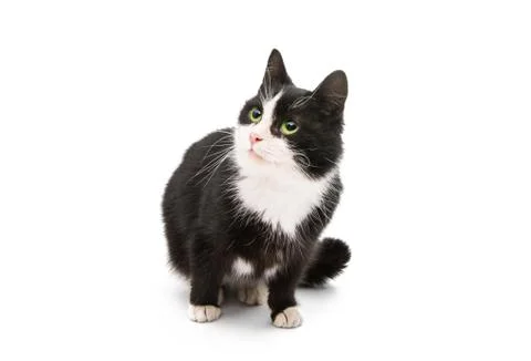Black &amp; white cat Stock Photos
