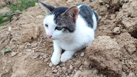 A black-white cat playing on the ground Video stock 210022333