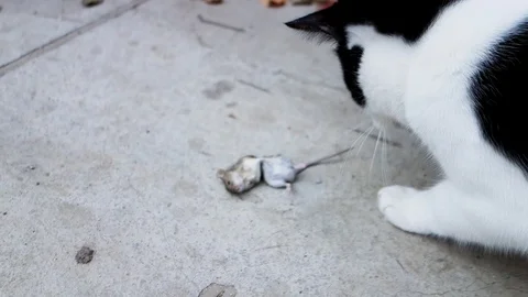 Black-white cat plays with a dead mouse on the asphalt. Stock Footage 118856153