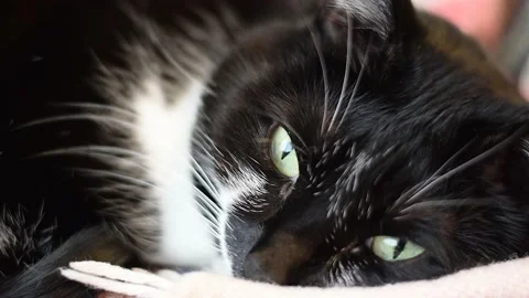 Black white cat relaxing on the couch 스톡 동영상 171979652