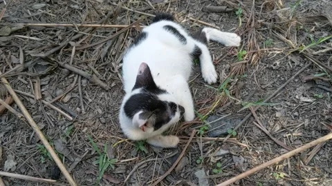Black white cat rest on the ground Stock Footage 320495887