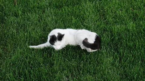 Black white cat, rolling in grass and cleaning itself. Cat in the Garden Clea Stock-Footage 107208481