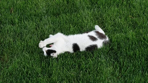 Black white cat, rolling in grass and cleaning itself. Cat in the Garden Clea 스톡 동영상 107208876