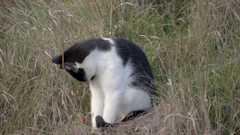 Black-white cat sitting in dry grass. Domestic pet. Stock Footage 106443571